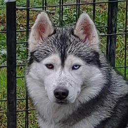 Bob - Siberian Husky