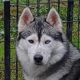 Bob - Siberian Husky