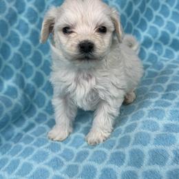 Clover - White male Maltipoo puppy in Lancaster, Kentucky from Dream Paws Puppies, LLC