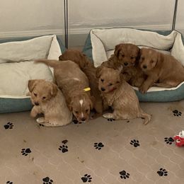 Cavapoo and Poodle Puppies from Coopers Lane Puppies