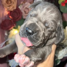 Teal blue boy - Blue male Great Dane puppy in Georgia from Night Magic Danes