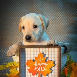 Cascade - Yellow female Labrador Retriever puppy in Isle, Minnesota from Dog Ear Outfitters