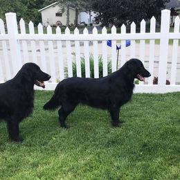 Zoey - Flat-Coated Retriever
