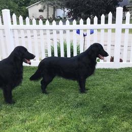 Zoey - Flat-Coated Retriever