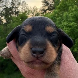 Blake - Black and tan male Dachshund puppy in Knoxville, Tennessee from East TN Dachshunds