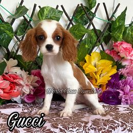 Gucci - Blenheim female Cavalier King Charles Spaniel puppy in Hollywood, Florida from World Class Cavaliers