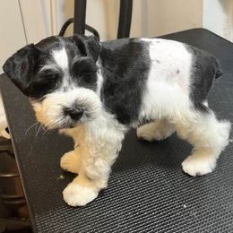 Miniature Schnauzers and Shih Tzus from Sun Rise Kennel
