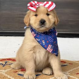 Orange Girl - Golden female Golden Retriever puppy in Silver Lake, Indiana from Seven Hills Goldens