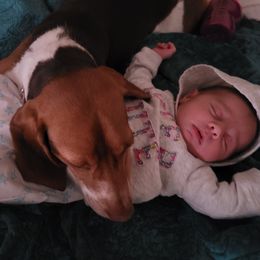 Eleanor - Beagle
