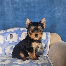 Pup 4 - Black and tan male Yorkshire Terrier puppy in Polk City, Florida from Yorkies by Casey
