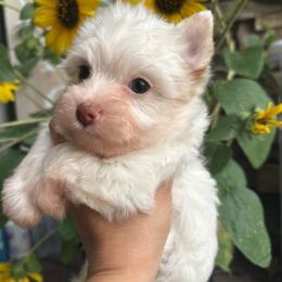 Dandelion - Parti female Yorkshire Terrier puppy in Parkersburg, West Virginia from Chocolate Diamonds in the RUFF