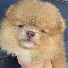 Lemmy - Beaver male Pomeranian puppy in Hooksett, New Hampshire from Granite State Pomeranians