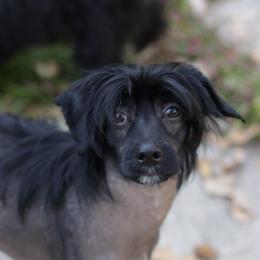 DaoDog Richard The Lion heart - Black male Chinese Crested puppy in Highland Park, Michigan from Family Kennel Dao Dog