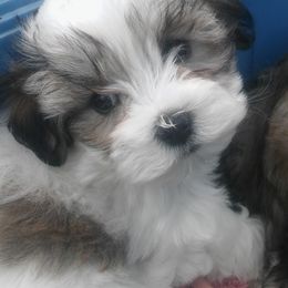 Mal-Shis, Maltese, and Maltipoos from Flying Monkey Farms