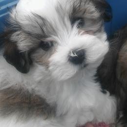 Mal-Shis, Maltese, and Maltipoos from Flying Monkey Farms