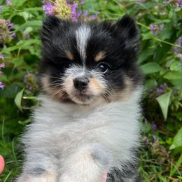 Mango - Tri-colored female Pomeranian puppy in Waller (Northwest Of Houston), Texas from Blue Cottage Pomeranians