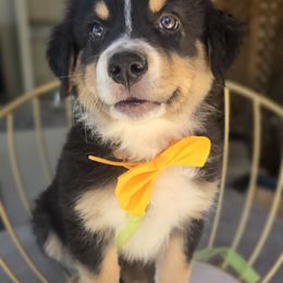 Yellow - Black tri-color male Australian Shepherd puppy in Cool, California from Foothill Aussies