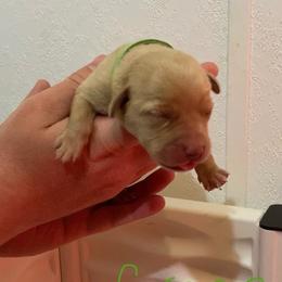 Green - Yellow male Labrador Retriever puppy in Newaygo, Michigan from Royal Oak Gundogs