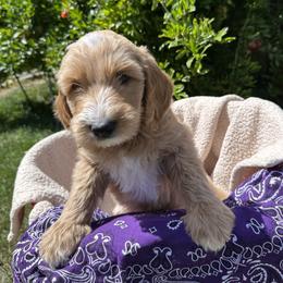 Purple Collar - Paris (France) - Apricot female Goldendoodle puppy in West Sacramento, California from Pomegranate Doodles