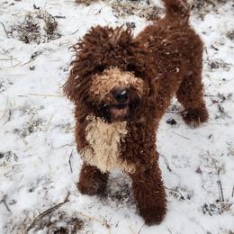 Pappy - Poodle