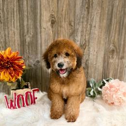 Phoebe - Wheaten female Whoodle puppy in Merritt, Michigan from Genesis Family Farm