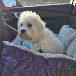 Winston - Coton de Tulear