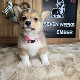 Ember AKC - Sable female Pembroke Welsh Corgi puppy in Lake Elsinore, California from Rose Petal Corgis