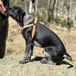 Sam - Black and white male Beagle puppy in Peyton, Colorado from Bluebonnet Kennels