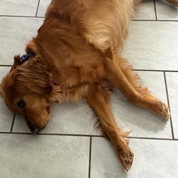 Boy 2 - Dark golden male Golden Retriever puppy in Aumsville, Oregon from Bigfoot Goldens AKC registered - Dark Red Goldens