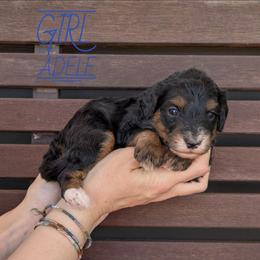 Adele - Tri-color female Bernedoodle puppy in Cambridge, Minnesota from Country Meadow Doodles