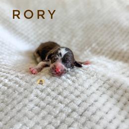 Rory - Merle female Goldendoodle puppy in Dallas County, Texas from Dream A Little Doodle
