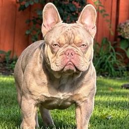 Simba - French Bulldog