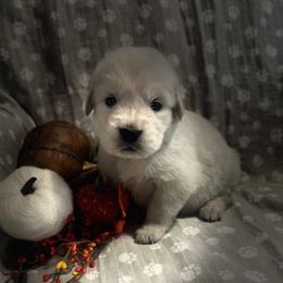 Miss Lt Pink - Light golden female Golden Retriever puppy in Perkasie, Pennsylvania from Winterview Golden Retrievers