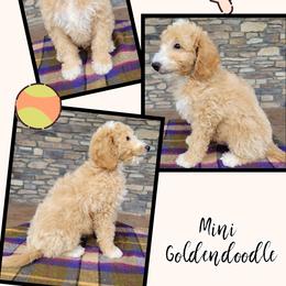 Goldendoodle Puppies from Rose's Doodles