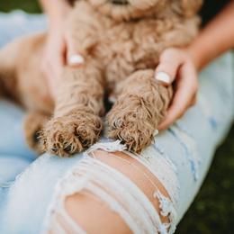 Goldendoodles from Diamond Daisy Doodles
