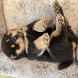 Shiba Inu puppies from Amber's House