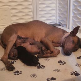 Xoloitzcuintli Puppies from Experience The Wild