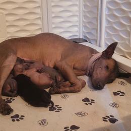 Xoloitzcuintli Puppies from Experience The Wild