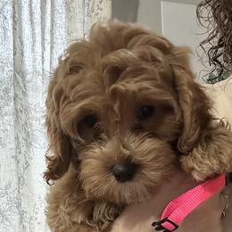 Forever Puppy- Hot Pink Girl - female Cavapoochon puppy in Clementon, New Jersey from PitterPatterPuppiesNJ