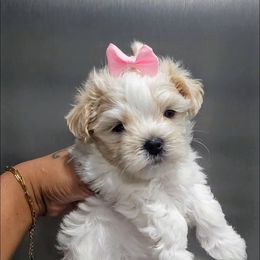 Amiracle - White female Maltese puppy in North Chesterfield, Virginia from YorkieLover
