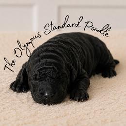 Peter - Silver male Poodle puppy in Spring Hills, Florida from The Olympus Standard Poodle
