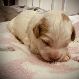 Vixen - Blenheim female Cavapoo puppy in Bradenton, Florida from Christianna’s Mini Goldendoodles