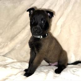 Gray Collar - Mahogany male Belgian Malinois puppy in Trenton, Georgia from Laeknir K9