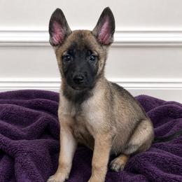 Sable female- dark mask - Fawn female Belgian Malinois puppy in Columbia, South Carolina from Kaizen von Ruach Malinois