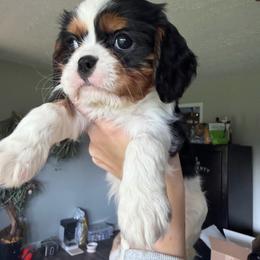 Rocky - Black and white male Cavalier King Charles Spaniel puppy in Hodgenville, Kentucky from Wise Cavaliers