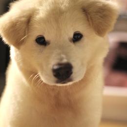 Jindo All Grown Up from Hwarang Kennel Korean Jindo | 화랑 진돗개