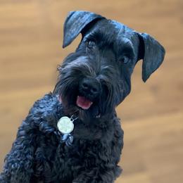 Blacksie - Miniature Schnauzer