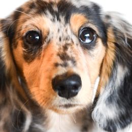 Dachshunds from LHC Dachshunds