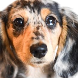Dachshunds from LHC Dachshunds