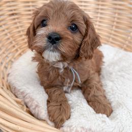 Biscuit - Red male Cavapoo puppy in Apache Junction, Arizona from Coffey House Doodles